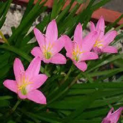 محمود سهیلی  خاله خاله جان 